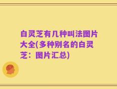 白灵芝有几种叫法图片大全(多种别名的白灵芝：图片汇总)