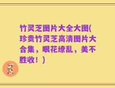 竹灵芝图片大全大图(珍贵竹灵芝高清图片大合集，眼花缭乱，美不胜收！)