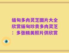缅甸多肉灵芝图片大全欣赏缅甸珍贵多肉灵芝：多张精美照片供欣赏