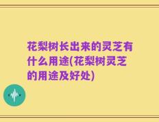花梨树长出来的灵芝有什么用途(花梨树灵芝的用途及好处)