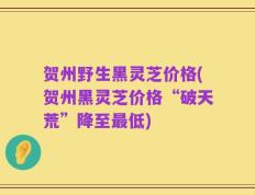 贺州野生黑灵芝价格(贺州黑灵芝价格“破天荒”降至最低)