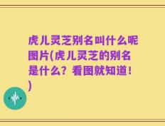 虎儿灵芝别名叫什么呢图片(虎儿灵芝的别名是什么？看图就知道！)
