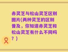 赤灵芝与松山灵芝区别图片(两种灵芝的区别普及，你知道赤灵芝和松山灵芝有什么不同吗？)