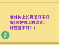 老林树上长灵芝好不好呢(老林树上的灵芝：好还是不好？)