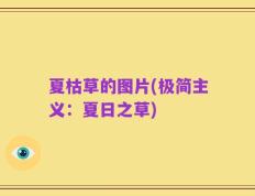 夏枯草的图片(极简主义：夏日之草)
