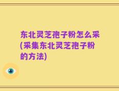 东北灵芝孢子粉怎么采(采集东北灵芝孢子粉的方法)