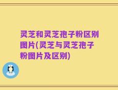 灵芝和灵芝孢子粉区别图片(灵芝与灵芝孢子粉图片及区别)