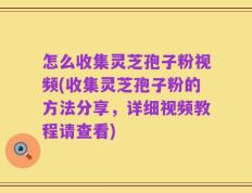 怎么收集灵芝孢子粉视频(收集灵芝孢子粉的方法分享，详细视频教程请查看)