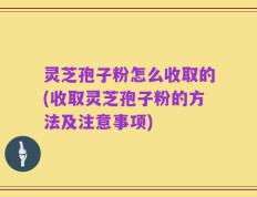 灵芝孢子粉怎么收取的(收取灵芝孢子粉的方法及注意事项)