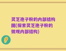 灵芝孢子粉的内部结构图(探索灵芝孢子粉的微观内部结构)