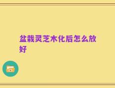 盆栽灵芝木化后怎么放好