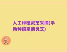 人工种植灵芝采摘(手动种植采摘灵芝)