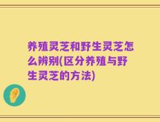 养殖灵芝和野生灵芝怎么辨别(区分养殖与野生灵芝的方法)