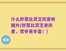 什么野菜比灵芝厉害呢图片(野菜比灵芝更厉害，营养更丰富！)