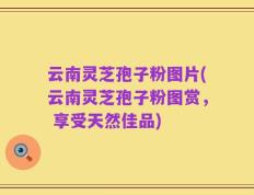 云南灵芝孢子粉图片(云南灵芝孢子粉图赏， 享受天然佳品)