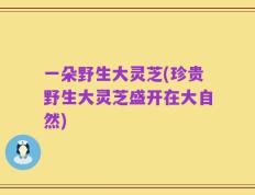 一朵野生大灵芝(珍贵野生大灵芝盛开在大自然)