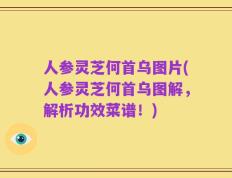 人参灵芝何首乌图片(人参灵芝何首乌图解，解析功效菜谱！)