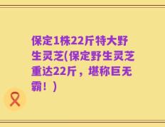 保定1株22斤特大野生灵芝(保定野生灵芝重达22斤，堪称巨无霸！)