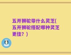 五开狮驼带什么灵芝(五开狮驼搭配哪种灵芝更佳？)