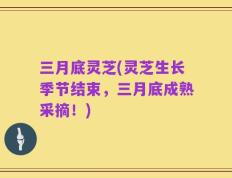 三月底灵芝(灵芝生长季节结束，三月底成熟采摘！)