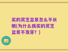 买的灵芝盆景怎么不长根(为什么我买的灵芝盆景不发芽？)