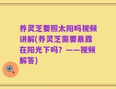 养灵芝要照太阳吗视频讲解(养灵芝需要暴露在阳光下吗？——视频解答)