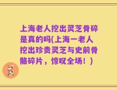 上海老人挖出灵芝骨碎是真的吗(上海一老人挖出珍贵灵芝与史前骨骼碎片，惊叹全场！)