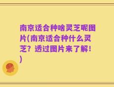南京适合种啥灵芝呢图片(南京适合种什么灵芝？透过图片来了解！)