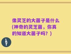 像灵芝的大菌子是什么(神奇的灵芝菌，你真的知道大菌子吗？)