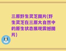 三原野生灵芝图片(野生灵芝在三原大自然中的原生状态展现震撼图片)