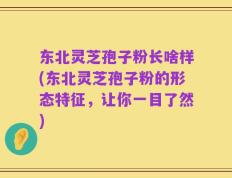 东北灵芝孢子粉长啥样(东北灵芝孢子粉的形态特征，让你一目了然)