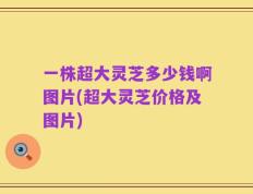 一株超大灵芝多少钱啊图片(超大灵芝价格及图片)