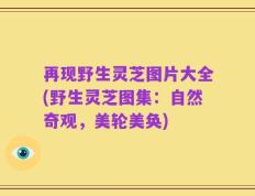 再现野生灵芝图片大全(野生灵芝图集：自然奇观，美轮美奂)