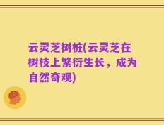 云灵芝树桩(云灵芝在树枝上繁衍生长，成为自然奇观)