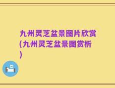 九州灵芝盆景图片欣赏(九州灵芝盆景图赏析)