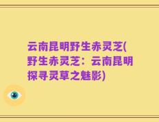 云南昆明野生赤灵芝(野生赤灵芝：云南昆明探寻灵草之魅影)