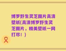 博罗野生灵芝图片高清壁纸(高清博罗野生灵芝图片，精美壁纸一网打尽！)