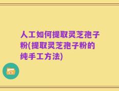 人工如何提取灵芝孢子粉(提取灵芝孢子粉的纯手工方法)