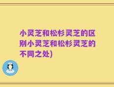 小灵芝和松杉灵芝的区别小灵芝和松杉灵芝的不同之处)