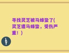 寻找灵芝被马蜂蛰了(灵芝遭马蜂蛰，受伤严重！)