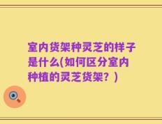 室内货架种灵芝的样子是什么(如何区分室内种植的灵芝货架？)