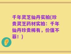 千年灵芝仙丹实拍(珍贵灵芝药材实拍：千年仙丹珍贵稀有，价值不菲！)