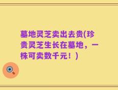墓地灵芝卖出去贵(珍贵灵芝生长在墓地，一株可卖数千元！)