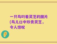 一只鸟叼着灵芝的图片(鸟儿口中珍贵灵芝，令人惊叹