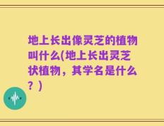地上长出像灵芝的植物叫什么(地上长出灵芝状植物，其学名是什么？)