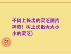 干树上长出的灵芝图片神奇！树上长出大大小小的灵芝)