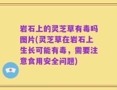 岩石上的灵芝草有毒吗图片(灵芝草在岩石上生长可能有毒，需要注意食用安全问题)