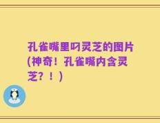 孔雀嘴里叼灵芝的图片(神奇！孔雀嘴内含灵芝？！)