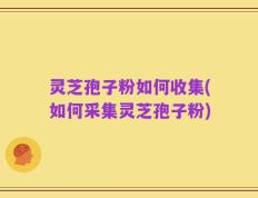 灵芝孢子粉如何收集(如何采集灵芝孢子粉)