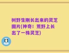 树野生刚长出来的灵芝图片(神奇！荒野上长出了一株灵芝)